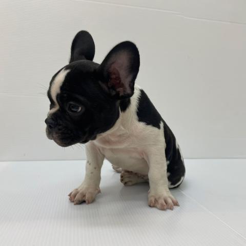 新潟県のフレンチブルドッグ (ペットアミ 新発田店/2025年7月19日生まれ/男の子/バイド)の子犬の2枚目の画像