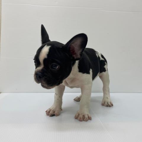 新潟県のフレンチブルドッグ (ペットアミ 新発田店/2025年7月19日生まれ/男の子/バイド)の子犬の3枚目の画像