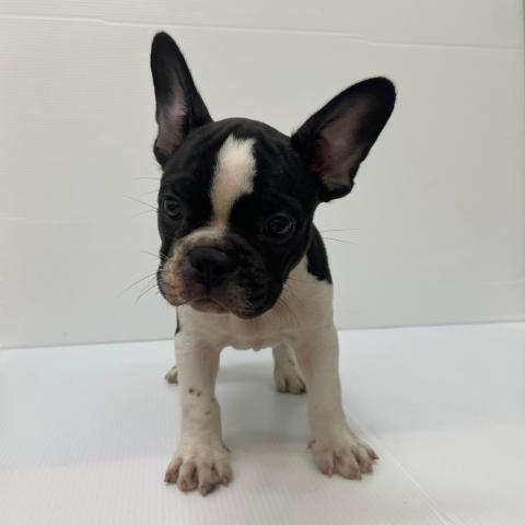 新潟県のフレンチブルドッグ (ペットアミ 新発田店/2025年7月19日生まれ/男の子/バイド)の子犬の4枚目の画像