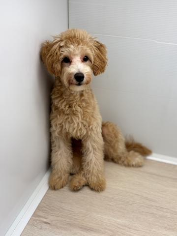 石川県のハーフ犬・ミックス犬 (ペットアミ 津幡店/2025年2月12日生まれ/男の子/アプリコット)の子犬の1枚目の画像