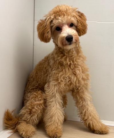 石川県のハーフ犬・ミックス犬 (ペットアミ 津幡店/2025年2月12日生まれ/男の子/アプリコット)の子犬の2枚目の画像