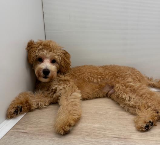 石川県のハーフ犬・ミックス犬 (ペットアミ 津幡店/2025年2月12日生まれ/男の子/アプリコット)の子犬の3枚目の画像