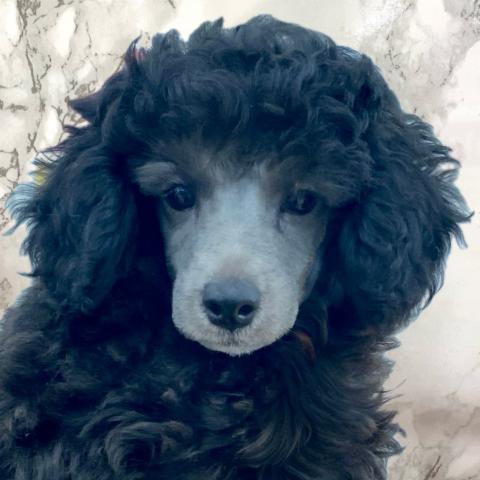 埼玉県のトイプードル(トイ) (NICO PET 三郷店/2025年5月17日生まれ/男の子/シルバー)の子犬の1枚目の画像