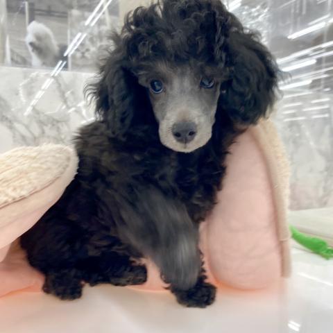 埼玉県のトイプードル(トイ) (NICO PET 三郷店/2025年5月17日生まれ/男の子/シルバー)の子犬の2枚目の画像