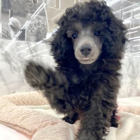 埼玉県のトイプードル(トイ) (NICO PET 三郷店/2025年5月17日生まれ/男の子/シルバー)の子犬の3枚目の画像