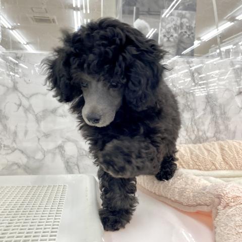 埼玉県のトイプードル(トイ) (NICO PET 三郷店/2025年5月17日生まれ/男の子/シルバー)の子犬の4枚目の画像