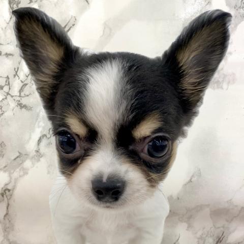 埼玉県のチワワ(ロング) (NICO PET 三郷店/2025年6月15日生まれ/男の子/ホワイトブラックタン)の子犬の1枚目の画像