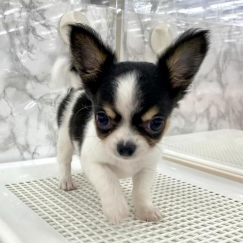 埼玉県のチワワ(ロング) (NICO PET 三郷店/2025年6月15日生まれ/男の子/ホワイトブラックタン)の子犬の2枚目の画像