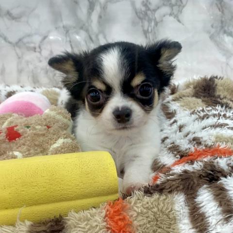 埼玉県のチワワ(ロング) (NICO PET 三郷店/2025年6月15日生まれ/男の子/ホワイトブラックタン)の子犬の3枚目の画像
