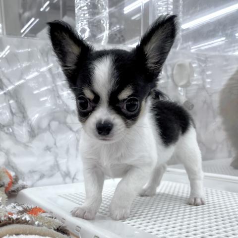 埼玉県のチワワ(ロング) (NICO PET 三郷店/2025年6月15日生まれ/男の子/ホワイトブラックタン)の子犬の4枚目の画像