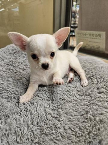 埼玉県のチワワ(スムース) (ペッツワン 川島店/2025年7月5日生まれ/男の子/クリーム)の子犬の1枚目の画像