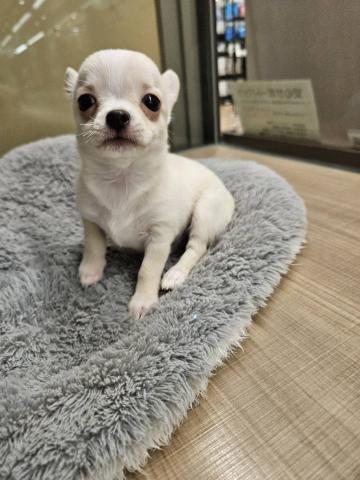 埼玉県のチワワ(スムース) (ペッツワン 川島店/2025年7月5日生まれ/男の子/クリーム)の子犬の2枚目の画像