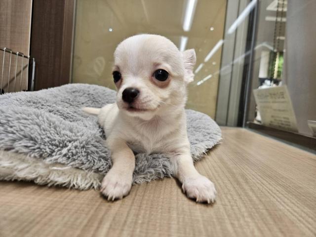 埼玉県のチワワ(スムース) (ペッツワン 川島店/2025年7月5日生まれ/男の子/クリーム)の子犬の3枚目の画像