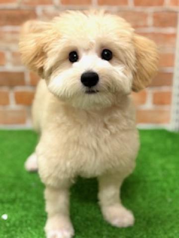 MIX
