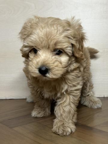 犬ハーフ(マルチーズ×トイプードル)