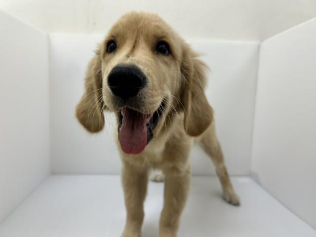 千葉県のゴールデンレトリバー (ペットアミ 館山店/2025年5月3日生まれ/男の子/ゴールド)の子犬