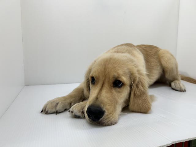 千葉県のゴールデンレトリバー (ペットアミ 館山店/2025年5月3日生まれ/男の子/ゴールド)の子犬の3枚目の画像