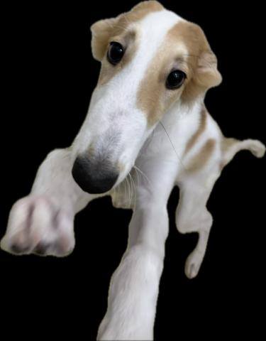 千葉県のボルゾイ (ペットアミ 館山店/2025年5月24日生まれ/男の子/ホワイトレッド)の子犬