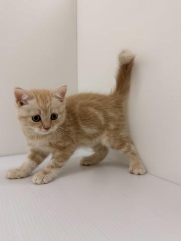 千葉県のマンチカン (ペットアミ 館山店/2025年8月1日生まれ/男の子/クリームタビー)の子猫
