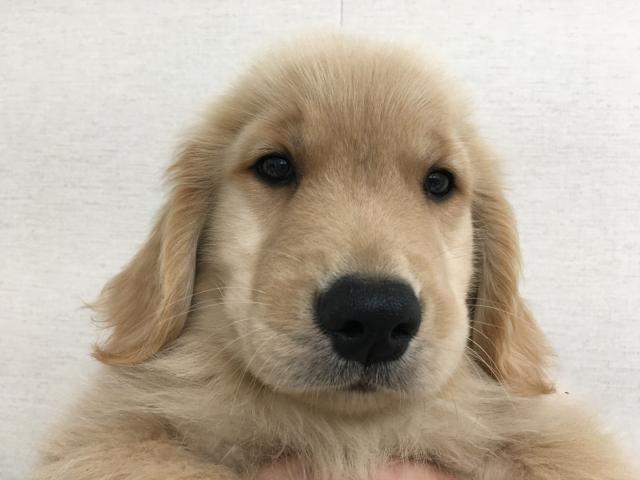 ゴールデンレトリーバー子犬