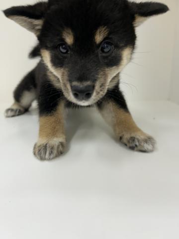 柴犬