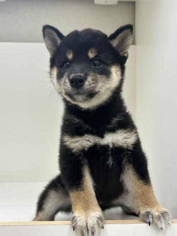 柴犬