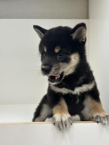柴犬