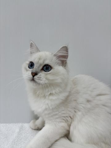 エキゾチックロングヘアー