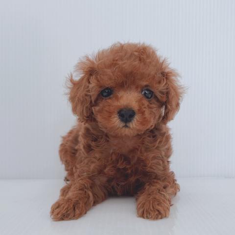 新潟県のトイプードル(トイ) (ペットアミ 新津店/2025年7月26日生まれ/男の子/レッド)の子犬の1枚目の画像