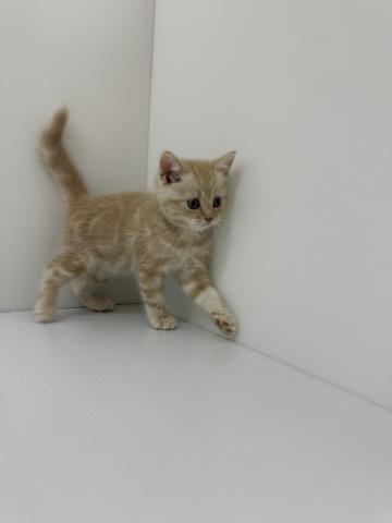 千葉県のマンチカン (ペットアミ 館山店/2025年8月1日生まれ/男の子/クリームタビー)の子猫の3枚目の画像