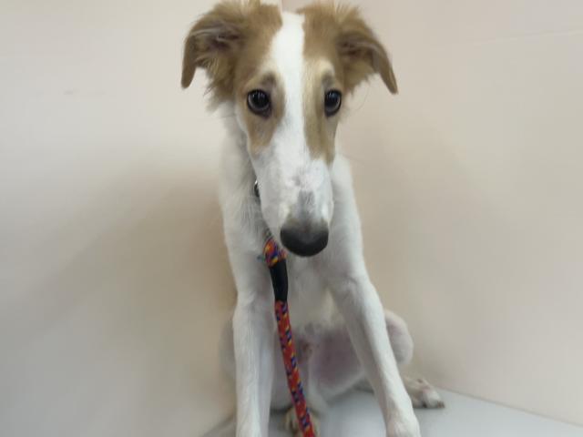 千葉県のボルゾイ (ペットアミ 館山店/2025年5月24日生まれ/男の子/ホワイトレッド)の子犬の3枚目の画像