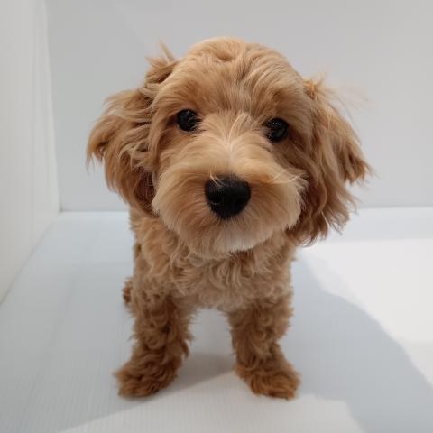 長野県のハーフ犬・ミックス犬 (ペットアミ 中野店/2025年5月16日生まれ/男の子/アプリコット)の子犬