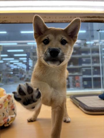 柴犬