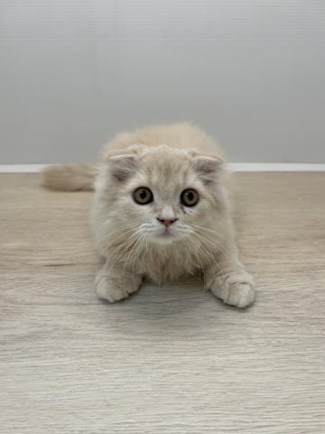 スコティッシュフォールド