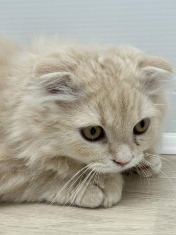 石川県のスコティッシュフォールド (ペットアミ 津幡店/2025年7月5日生まれ/男の子/クリーム)の子猫の2枚目の画像