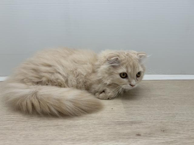 石川県のスコティッシュフォールド (ペットアミ 津幡店/2025年7月5日生まれ/男の子/クリーム)の子猫の3枚目の画像