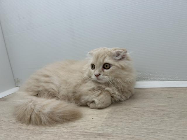 石川県のスコティッシュフォールド (ペットアミ 津幡店/2025年7月5日生まれ/男の子/クリーム)の子猫の4枚目の画像