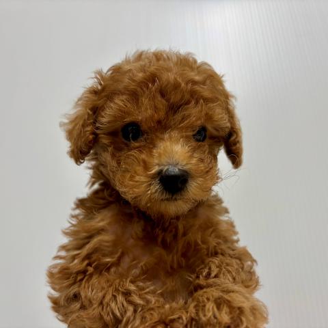 新潟県のトイプードル(トイ) (ペットアミ 加茂店/2025年7月26日生まれ/男の子/レッド)の子犬の1枚目の画像