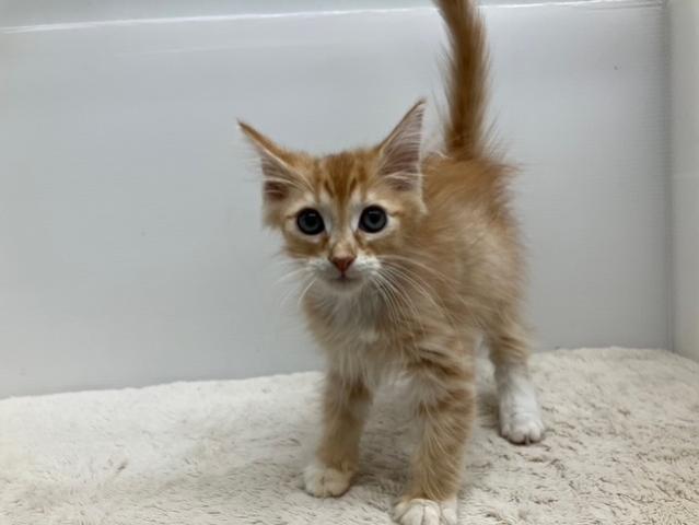 ノルウェージャンフォレストキャット
