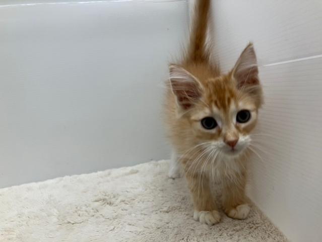 ノルウェージャンフォレストキャット