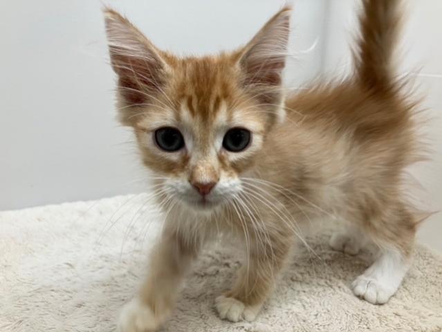 ノルウェージャンフォレストキャット