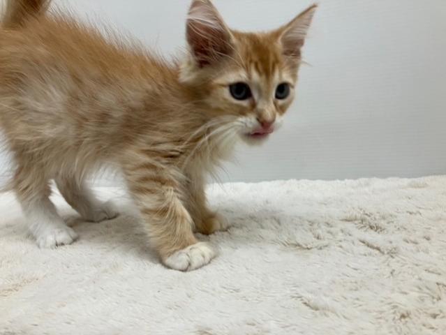 ノルウェージャンフォレストキャット