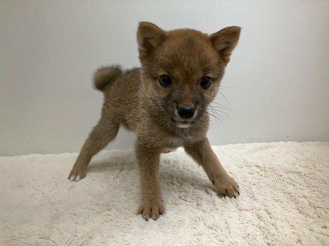 豆柴犬