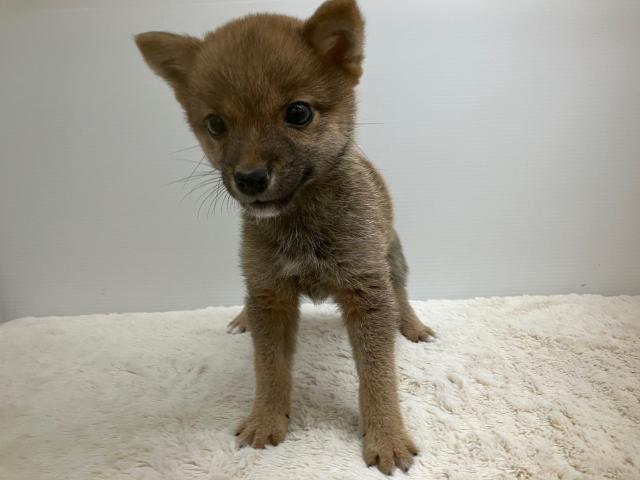 豆柴犬