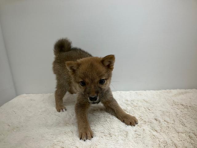豆柴犬