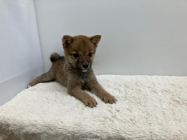豆柴犬