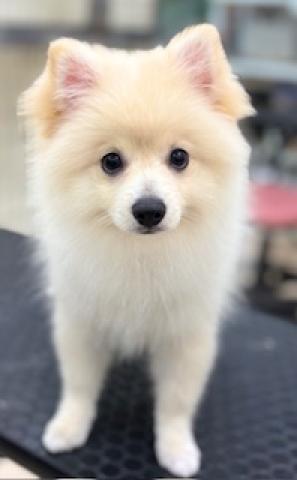 新潟県のポメラニアン (ペットアミ 柏崎店/2025年6月15日生まれ/女の子/クリーム)の子犬の3枚目の画像