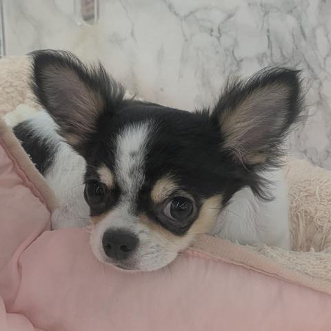 埼玉県のチワワ(ロング) (NICO PET 三郷店/2025年6月15日生まれ/男の子/ホワイトブラックタン)の子犬の1枚目の画像