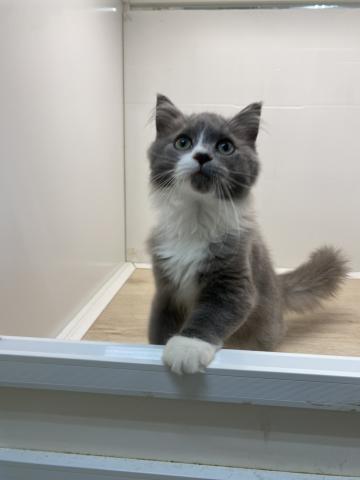石川県のラガマフィン (ペットアミ 津幡店/2025年7月12日生まれ/男の子/ブルーホワイト)の子猫の2枚目の画像