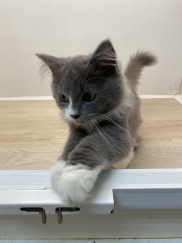 石川県のラガマフィン (ペットアミ 津幡店/2025年7月12日生まれ/男の子/ブルーホワイト)の子猫の4枚目の画像